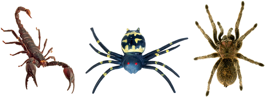 Spiders Butafpriâ Spider Man Toy Scorpion Tarantula - Kalajengking (960x362), Png Download