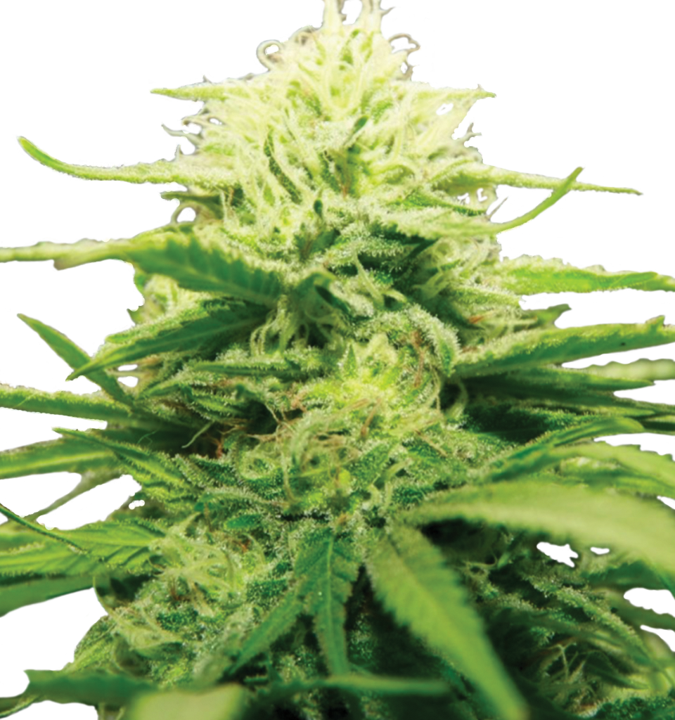 Bubble Haze - Aloe (960x1024), Png Download