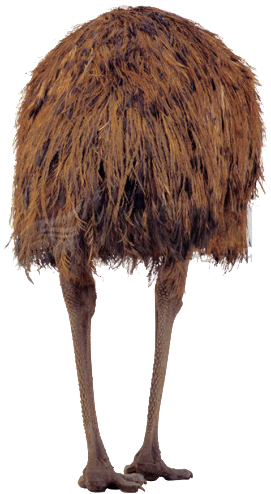 Ostrich Png Image With Transparent Background - Common Ostrich (500x650), Png Download