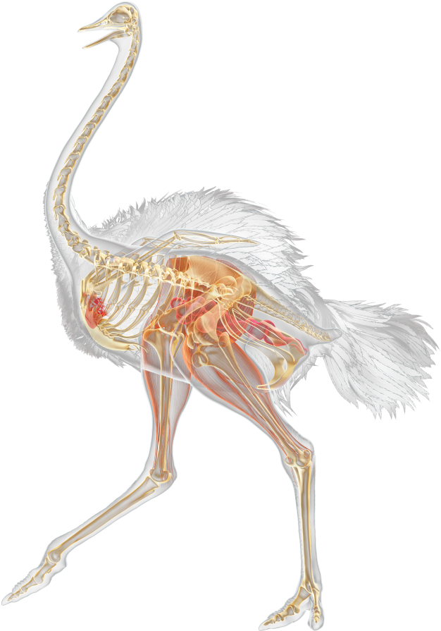 Facts For Kids Ostriches Running Dk Find - Ostrich Skeleton (640x913), Png Download