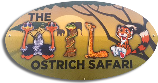The Wild Ostrich Safari Ride - Cartoon (972x335), Png Download