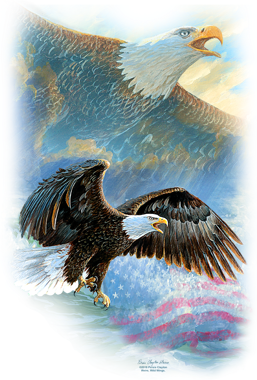 Product Image Alt - Bald Eagle (850x1296), Png Download