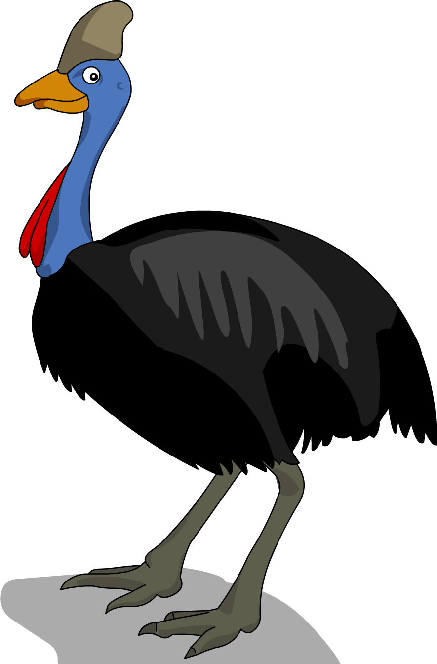The Cassowary Is Related To The Emu Rhea Kiwi And Ostrich - Diagram Of A Cassowary (1778x1528), Png Download