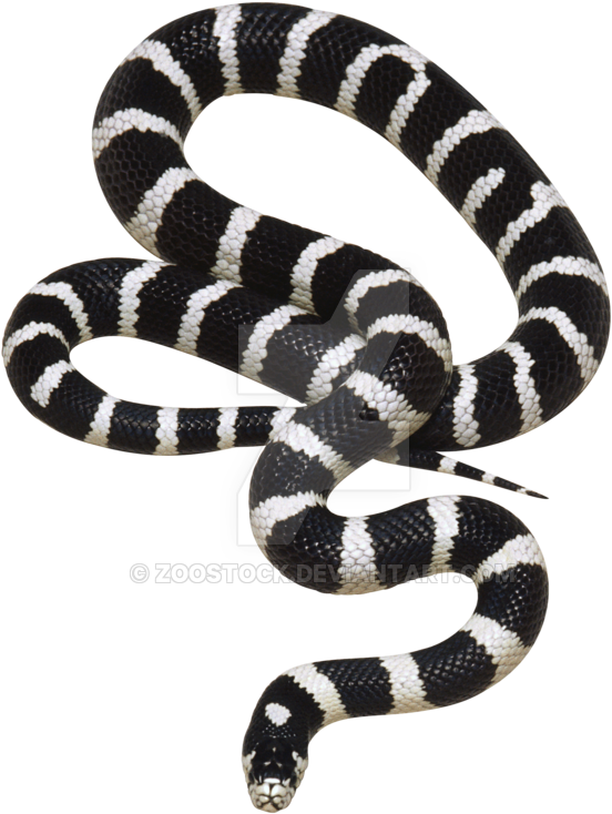 California Snake On A Background By Zoostock - Png Transparent Background Snake (900x843), Png Download