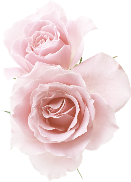 Rose☆ Red Flowers, Pink Roses, Flower Png Images, Pastel - Rose Light Pink Background (500x625), Png Download