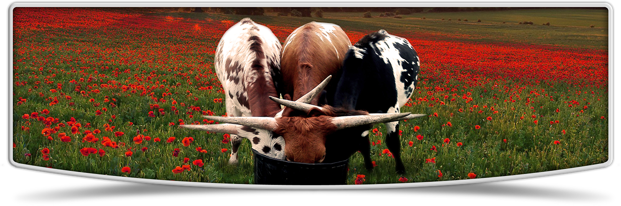 Lutt Longhorns 2015 Heifer Banner Image - Cattle (1226x408), Png Download