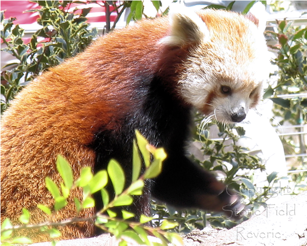 San Diego Zoo Red Panda - Red Panda (600x600), Png Download