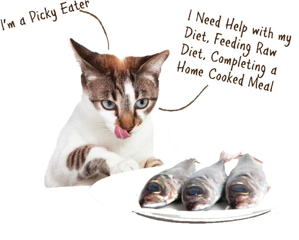 Cat Multivit - Cat Eat Fish (1000x812), Png Download
