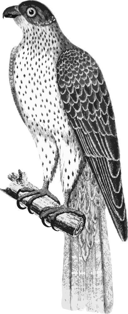 Falco Umbrinus - Red-tailed Hawk (408x1000), Png Download