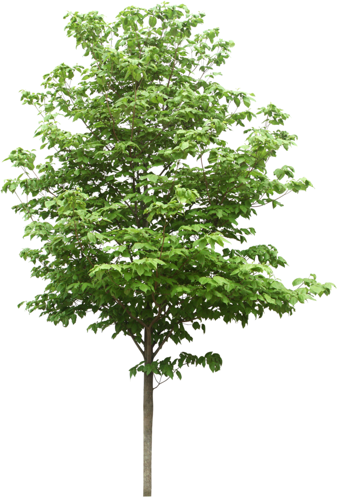 Sdn Trees Scientific Resources Bhd Png File Hd Clipart - Free Tree (685x1024), Png Download