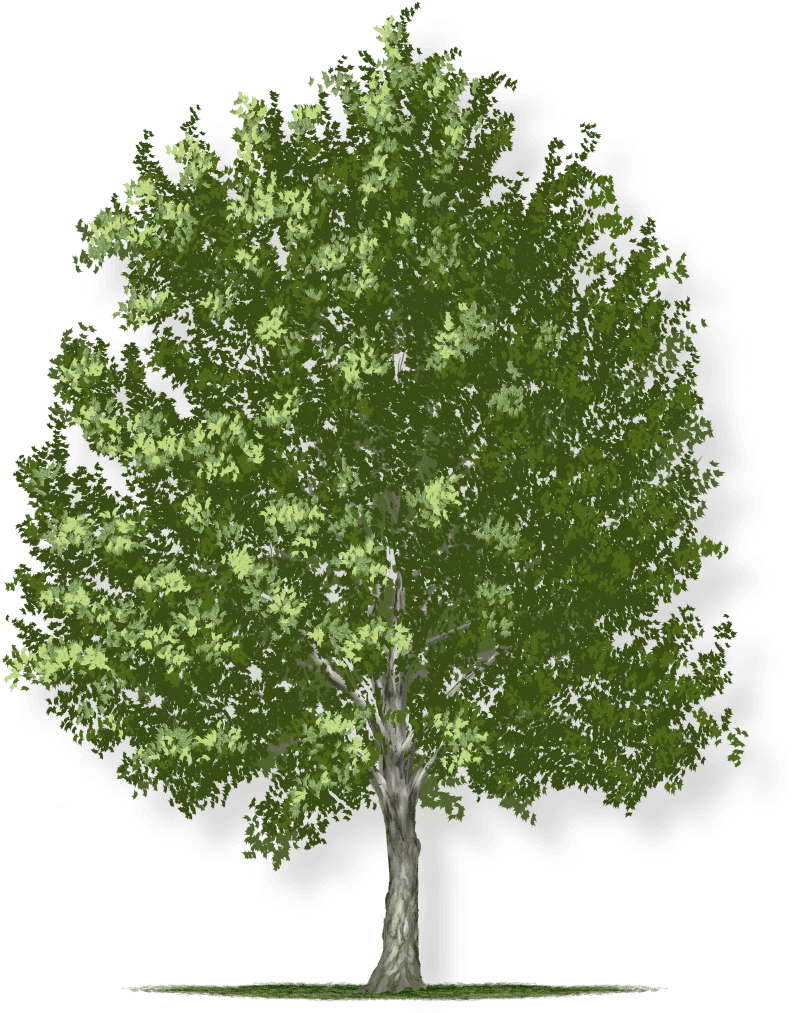 Tree Height - Single Tree (815x1080), Png Download