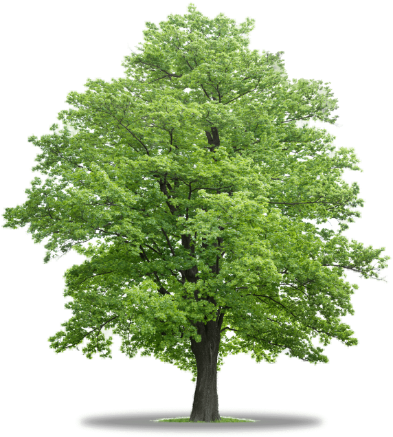 Mapple Tree Trees In Co - Cut Out Tree Png (640x732), Png Download