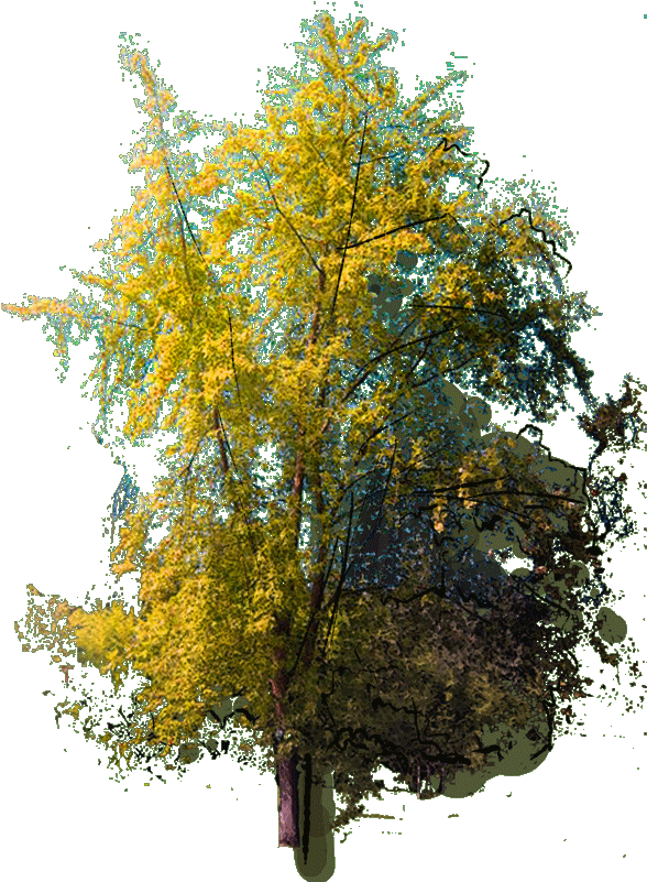 Abies Holophylla J 23 Jan 2019 - American Aspen (595x800), Png Download