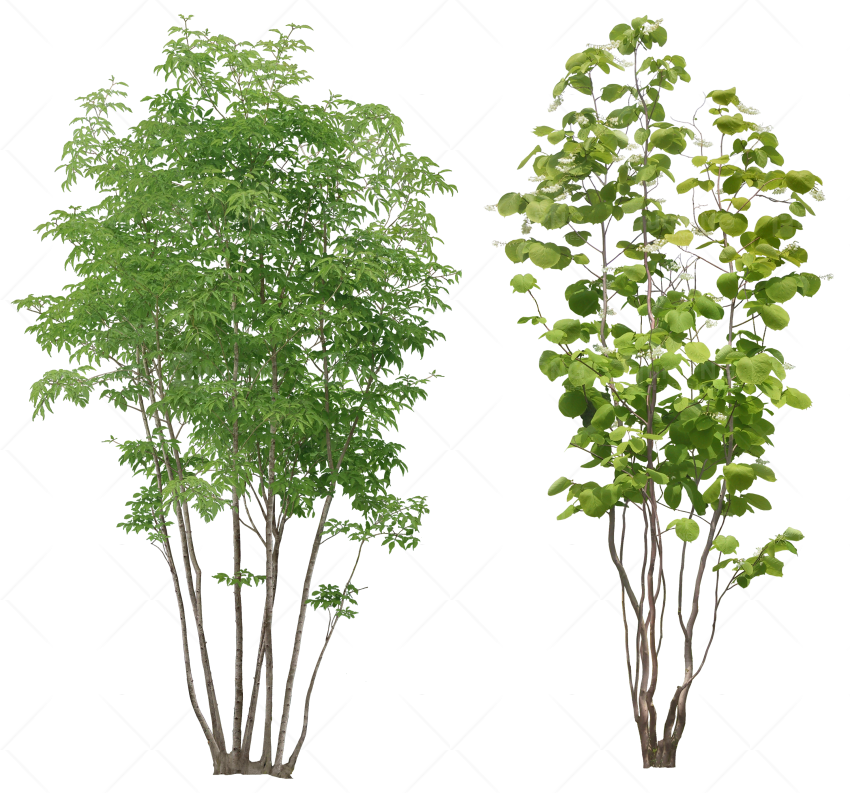 Plant Clipart Transparent Background - Png Plants For Photoshop (850x793), Png Download