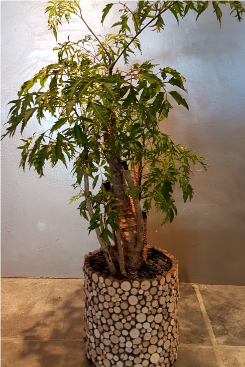 Pl-01 - Houseplant (1300x731), Png Download