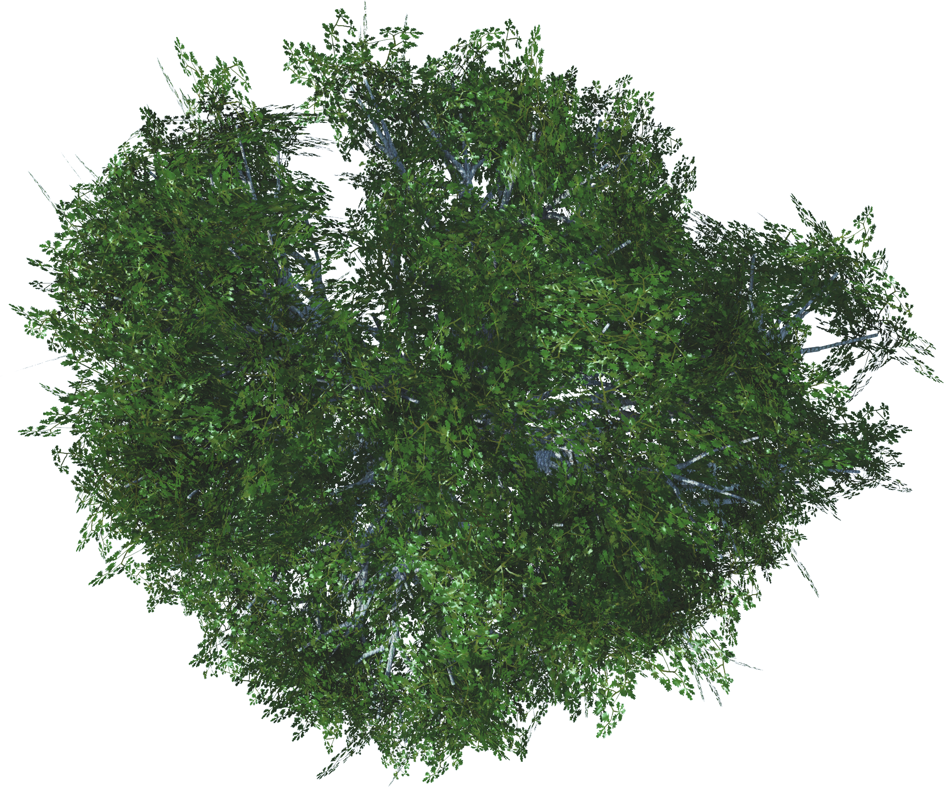 Whiteoak 1 4e (1945x1621), Png Download