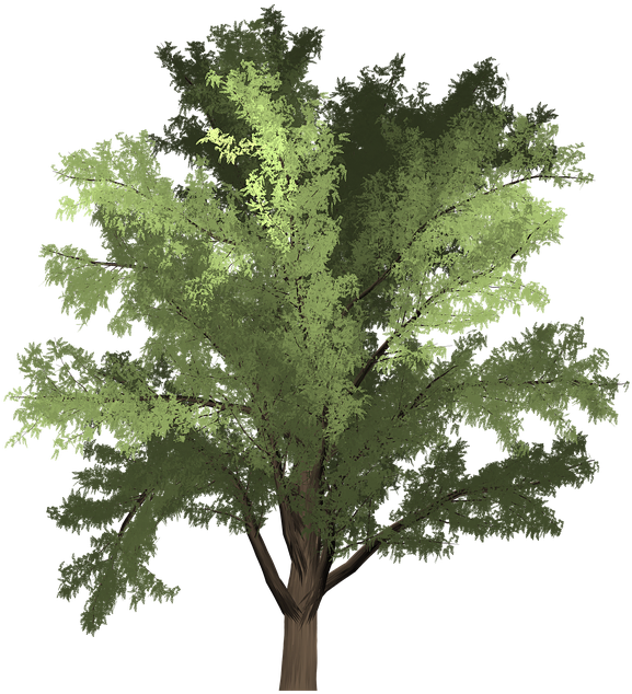 Robinia, Tree, Green, Summer, Outdoor, Nature, Natural - Robinia Png (720x720), Png Download