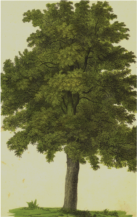 Mexican Pinyon (800x800), Png Download