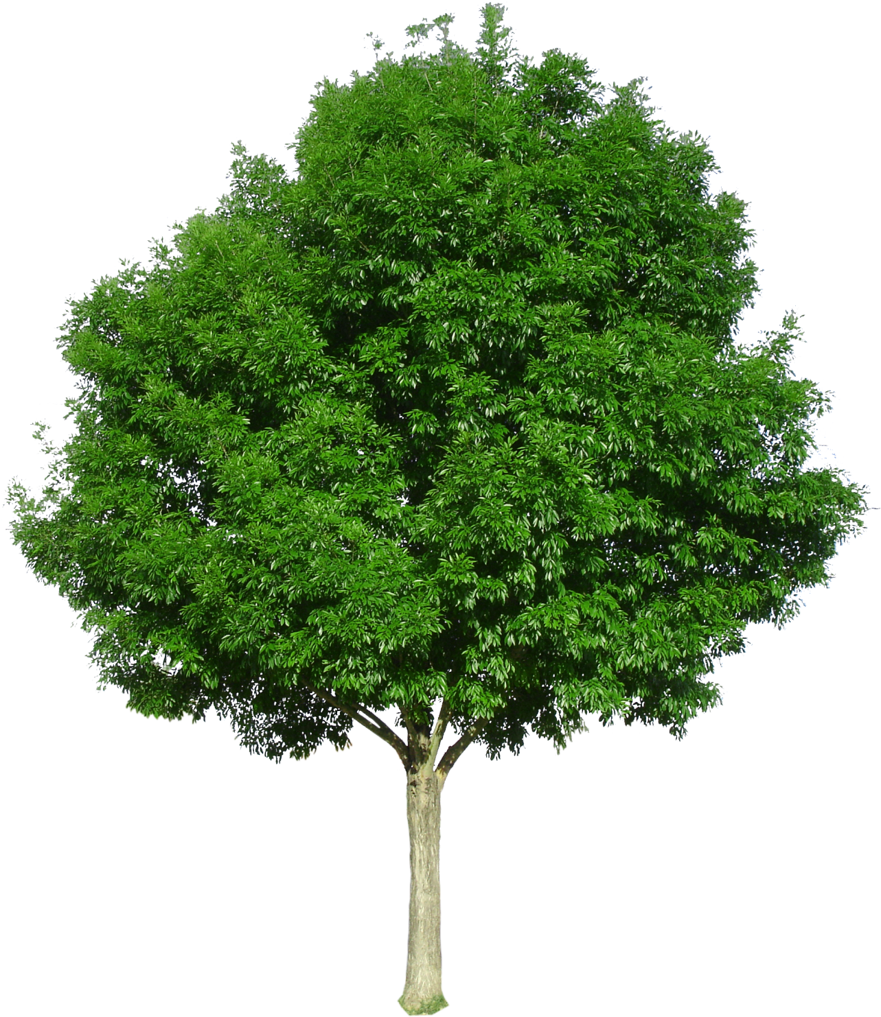 Berrinda Ash - Tree With White Background (1283x1500), Png Download