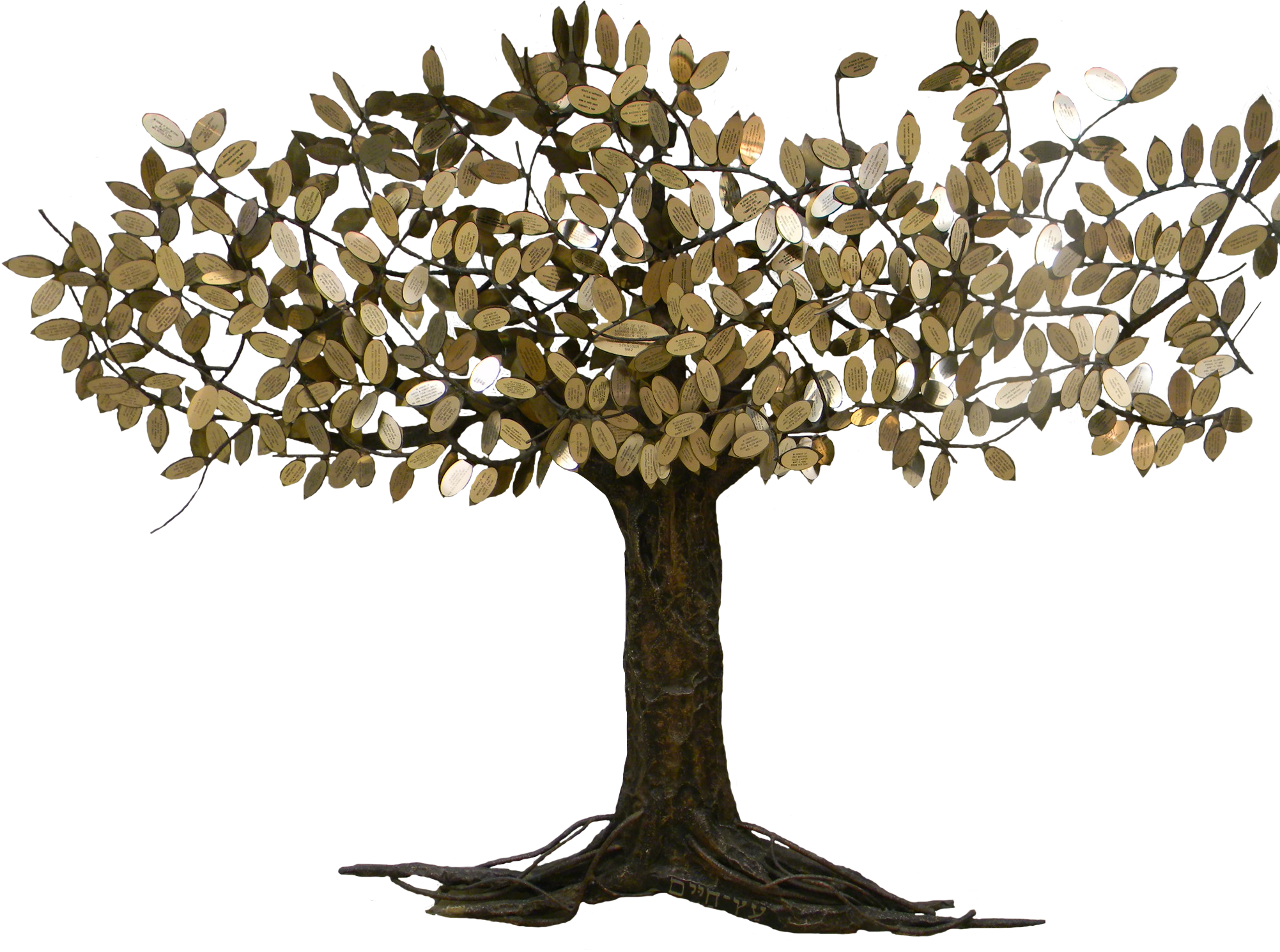 Plane-tree Family (2048x1536), Png Download