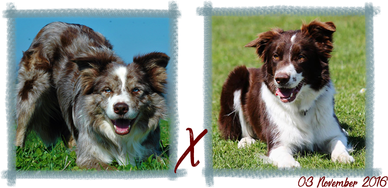 Contact - Australian Collie (800x397), Png Download