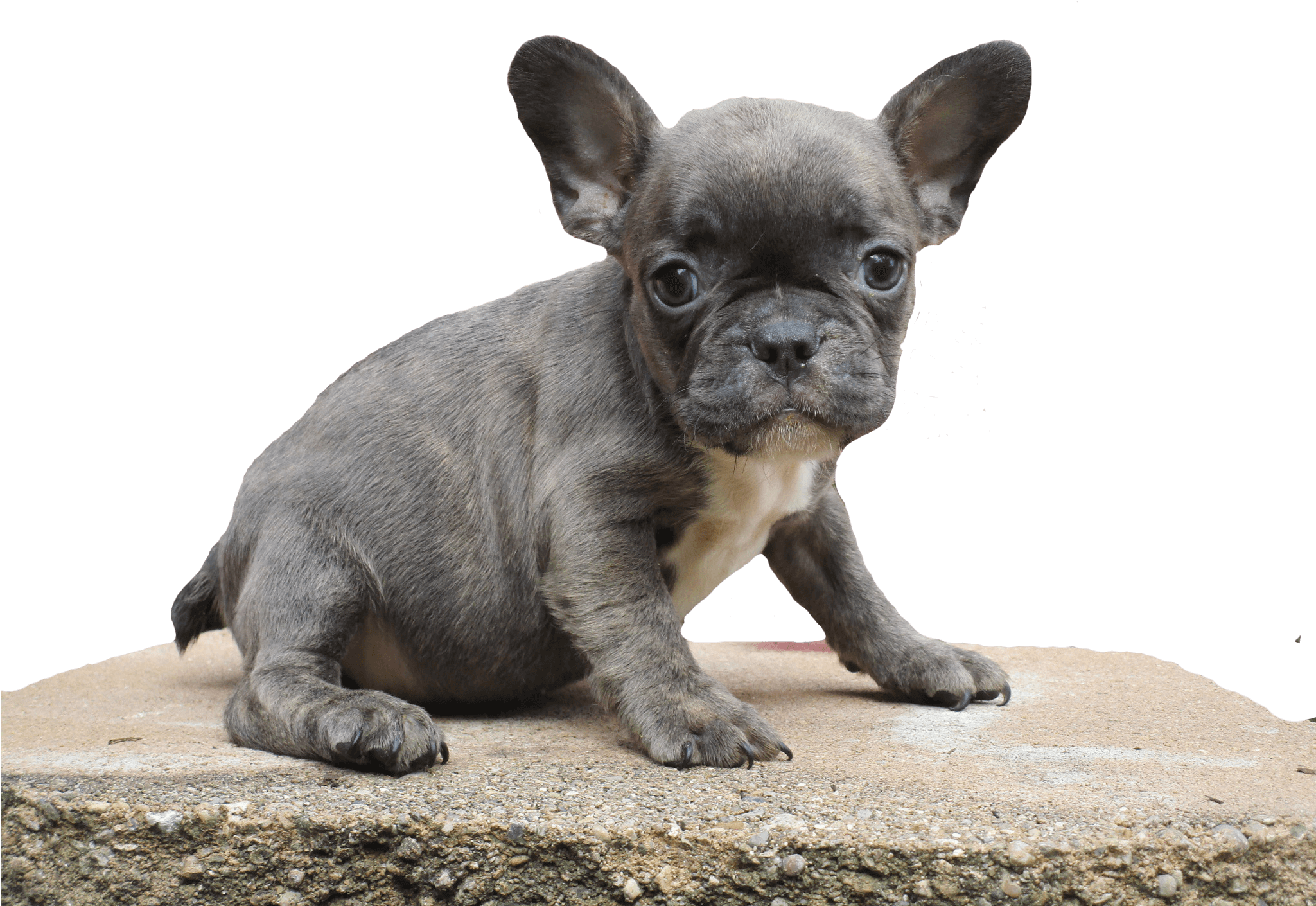 Toy Bulldog (2048x1536), Png Download