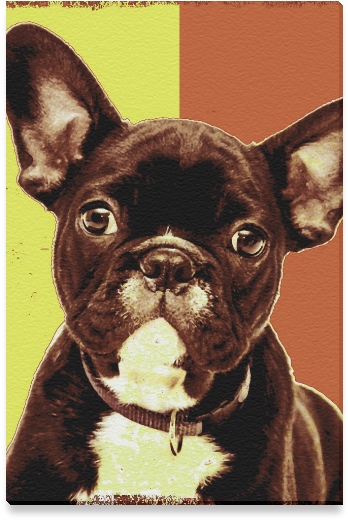 French Bulldogs Valentines Day (800x800), Png Download