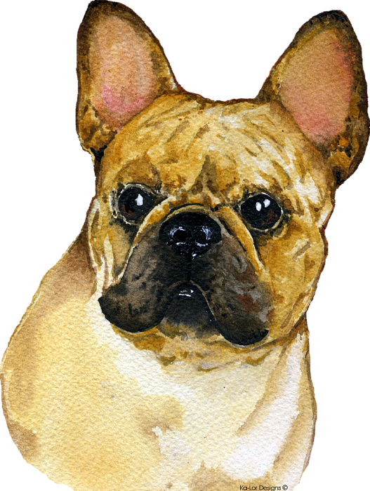 Bleed Area May Not Be Visible - French Bulldog, Frenchie (527x700), Png Download