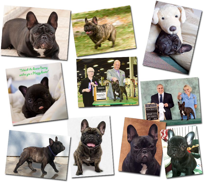 French Bulldog Pictures - French Bulldog (850x755), Png Download
