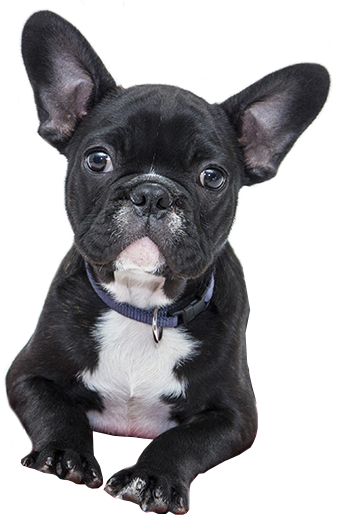 In Fact They Were That Rare That There Were Only A - French Bulldogs Valentines Day (834x518), Png Download