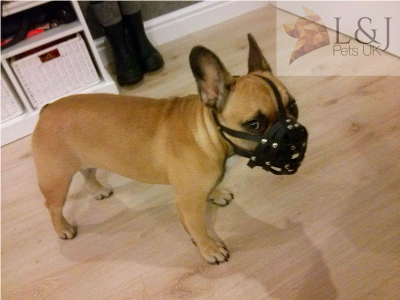 Light Leather Dog Muzzle For French Bulldog "frenchies" - French Bulldog (800x800), Png Download
