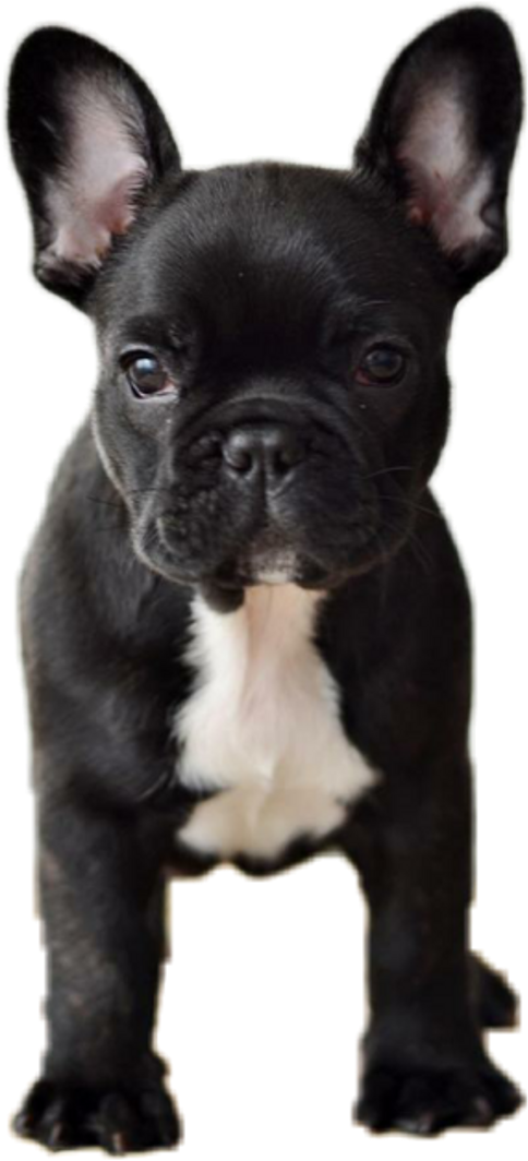 Dog Animals Pets Frenchie Frenchy Frenchbulldog Bulldog - Cute Black French Bulldog (1024x1085), Png Download