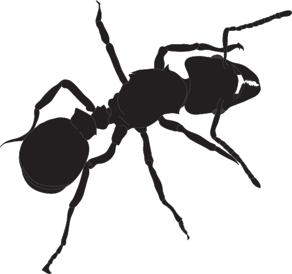 595 X 559 1 - Ant (595x559), Png Download