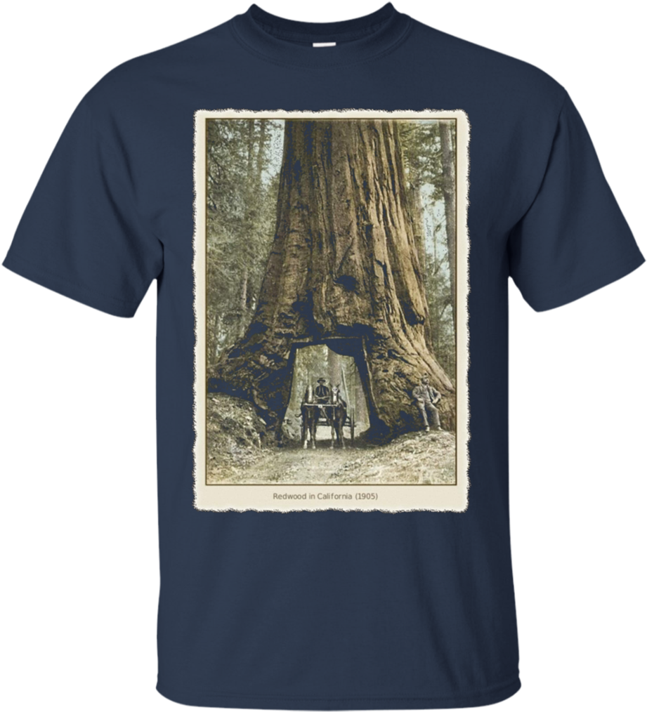 Vintage Redwood Forest , California Redwoods Trees - Boycott Israel Shirt (1024x1024), Png Download