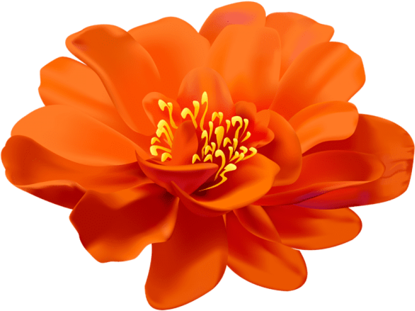Free Png Download Flower Orange Transparent Png Images - Transparent Flower (850x635), Png Download
