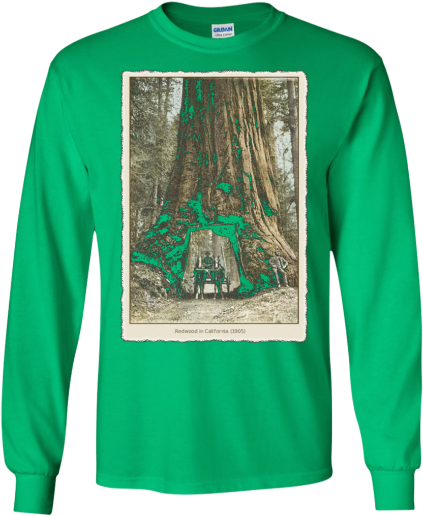 Vintage Redwood Forest , California Redwoods Trees (1024x1024), Png Download