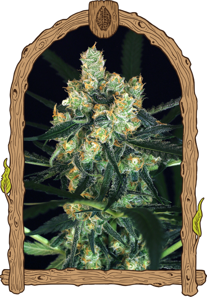 Exotic Seed - Amnesia Nr - - Herz Og Weed (713x1024), Png Download