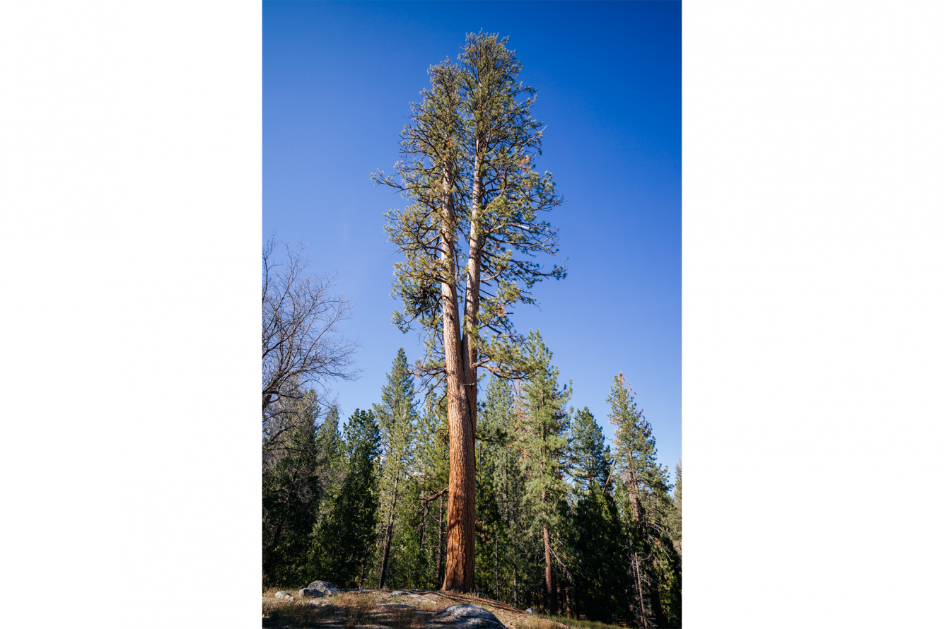 Sequoias, Hugged By The Road - Redwood (1335x890), Png Download