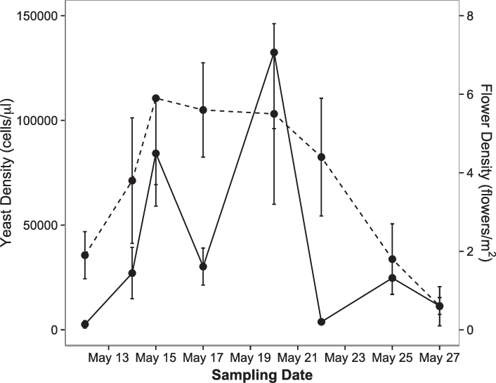 Temporal Variation In Yeast Cell And Flower (dashed (706x545), Png Download