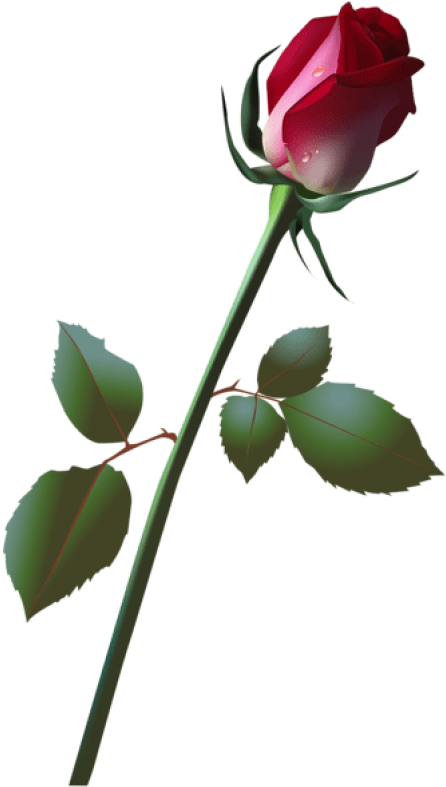 Free Png Beautiful Rose Bud Png Images Transparent - Rose Illustration Bud (480x803), Png Download