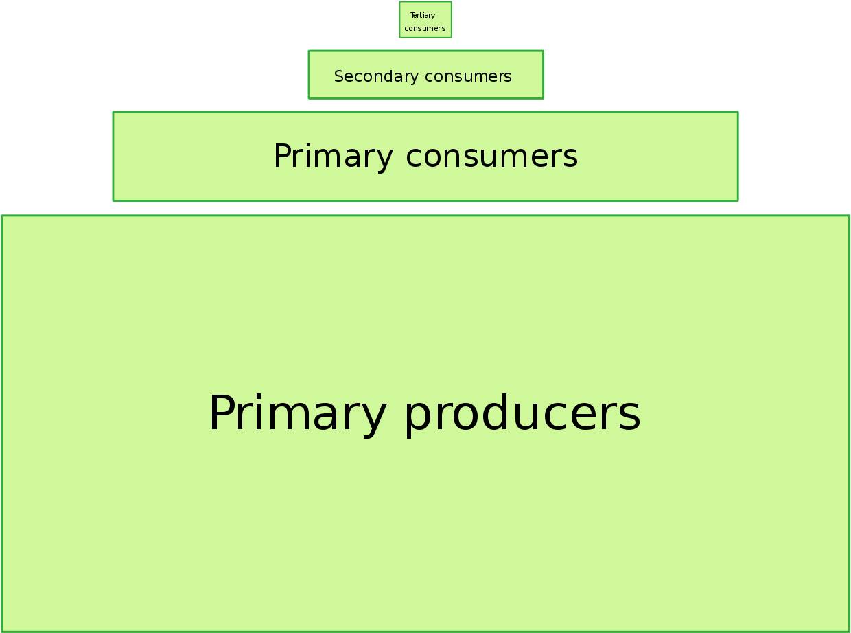 File - Ecological Pyramid - Svg - Ecological Pyramid (1280x965), Png Download