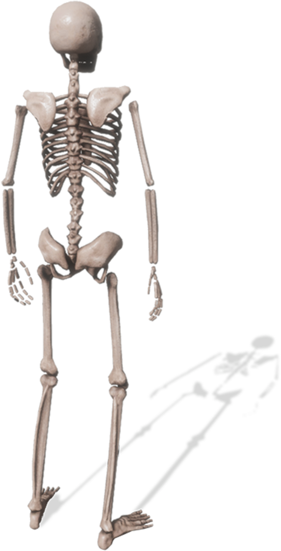 Skeleton (1200x1200), Png Download