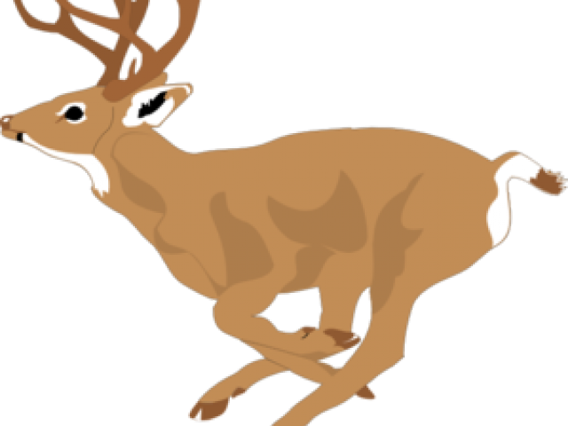 White Tailed Deer Clipart (640x480), Png Download