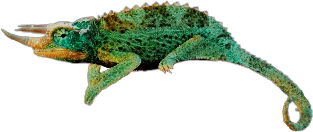 Reptile Sticker - Gacelaweb (1024x1024), Png Download