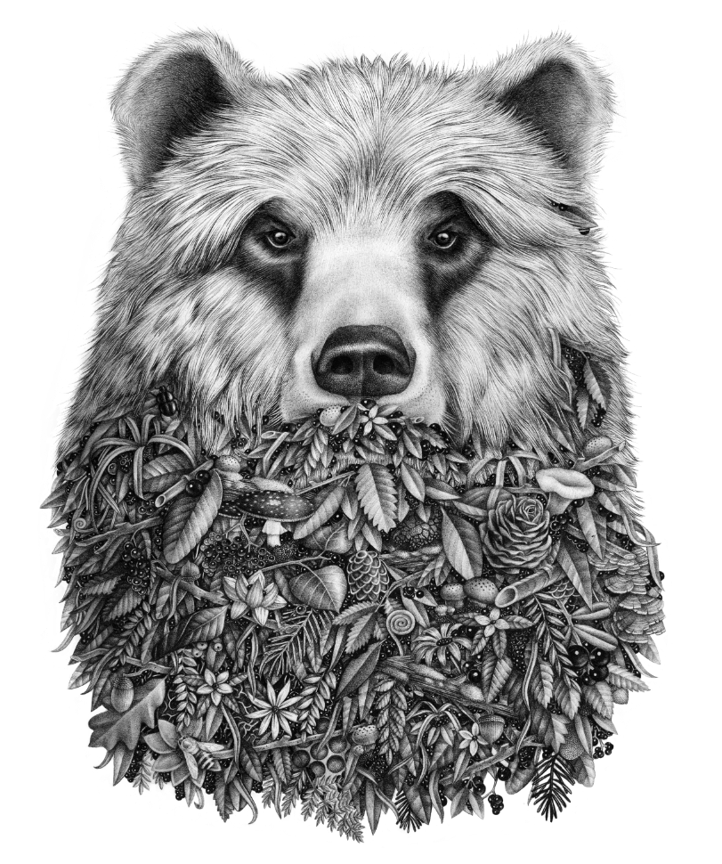 Back To Top - Realistic Bear Face Drawing (1269x969), Png Download