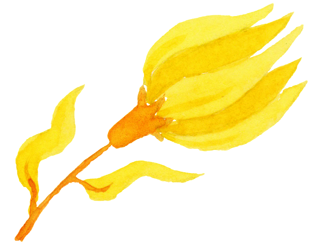 Golden Yellow Flower Cartoon Transparent - Sunflower (1024x803), Png Download