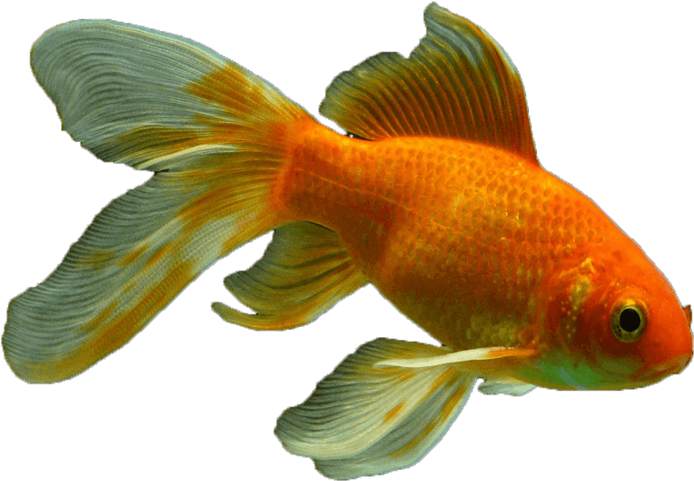 Veiltail Fish Png Transparent - Goldfish (1000x824), Png Download