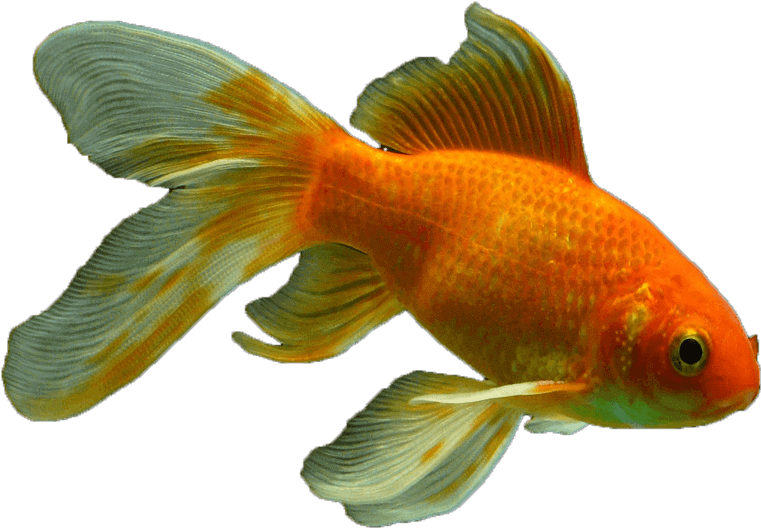 Download Veiltail Fish Png Transparent Goldfish Png Image With No Background Pngkey Com