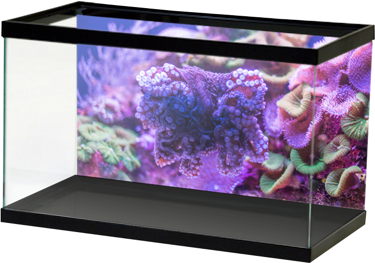 Salt Macrosoftcoral2 (800x800), Png Download