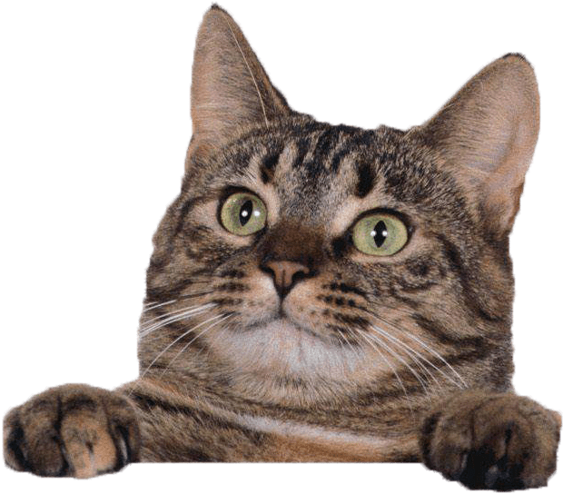 Cat Cute Template Ppt (699x606), Png Download